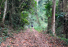 Camabatela - Floresta Feixada Trail